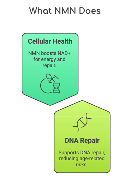 a unique infographic showing how NMN works in the body